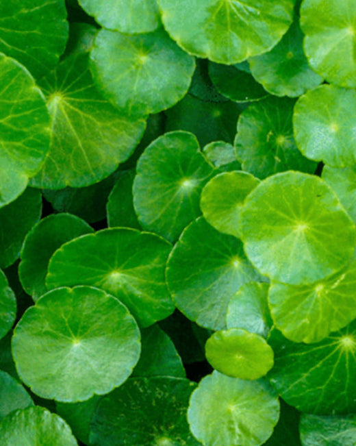 Brahmi Brahmi