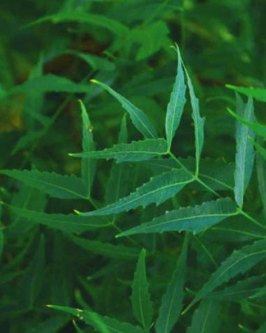 Neem Neem