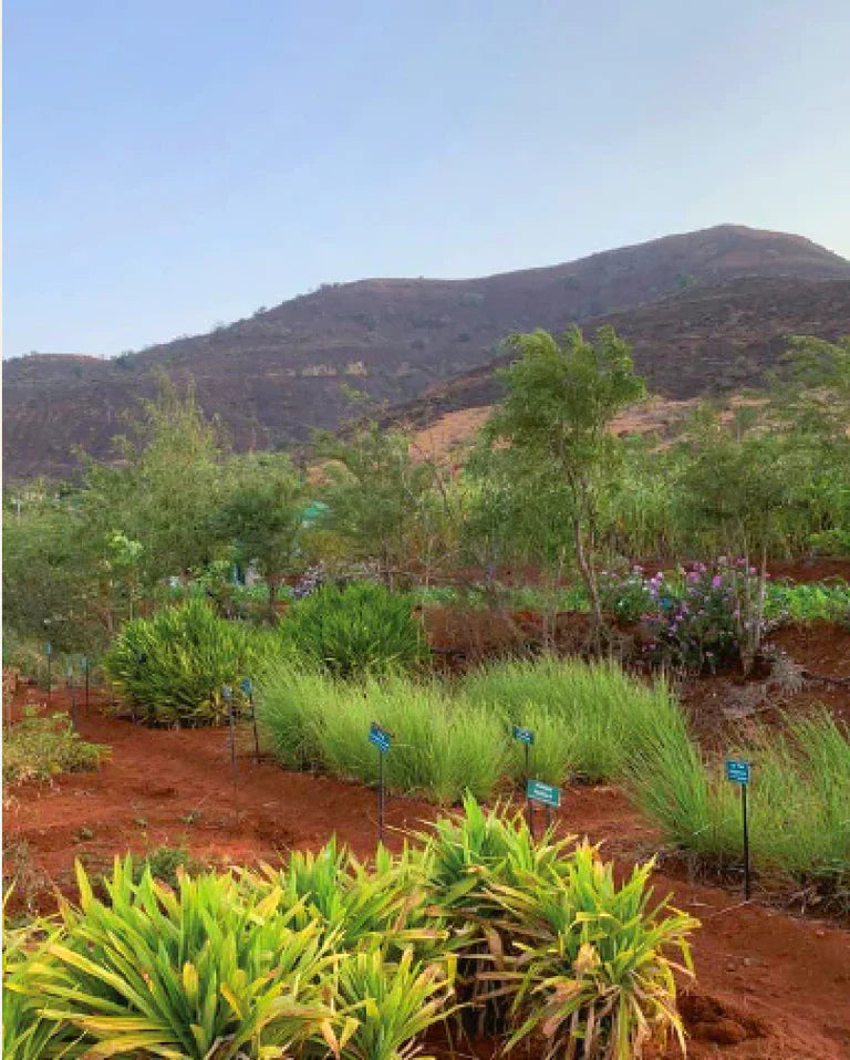 Paysage en Inde avec des herbes médicinales - khadi Elixir WebP Image Paysage en Inde avec des herbes médicinales - khadi Elixir WebP Image