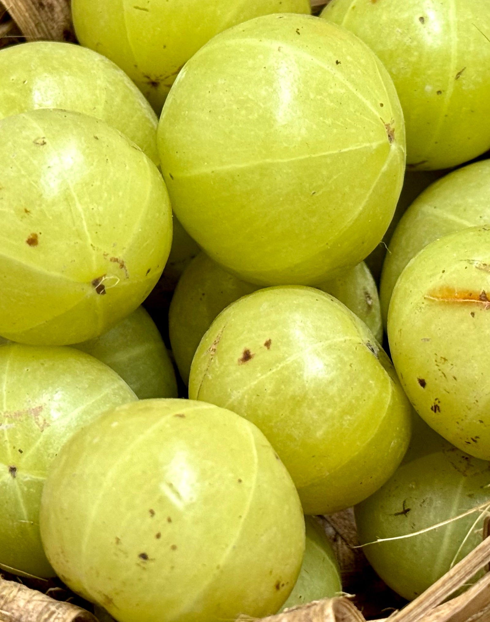 Amla Berry - Ingrédient khadi Amla Berry - Ingrédient khadi