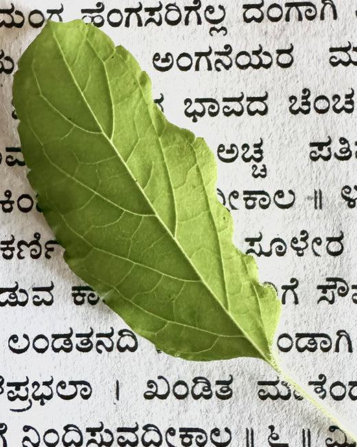 Vidéo d'herbes et d'herbes médicinales dans les produits khadi Vidéo d'herbes et d'herbes médicinales dans les produits khadi