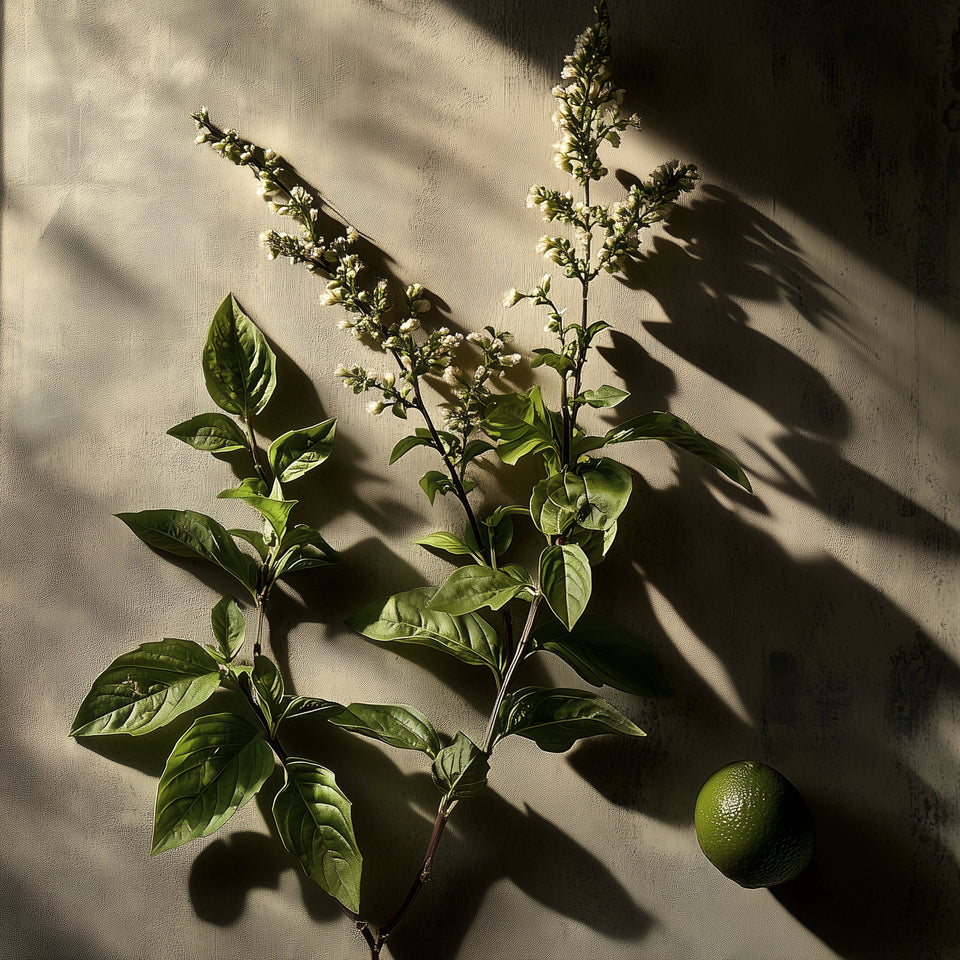 Gamme Holy Basil – khadi Ayurveda Everyday