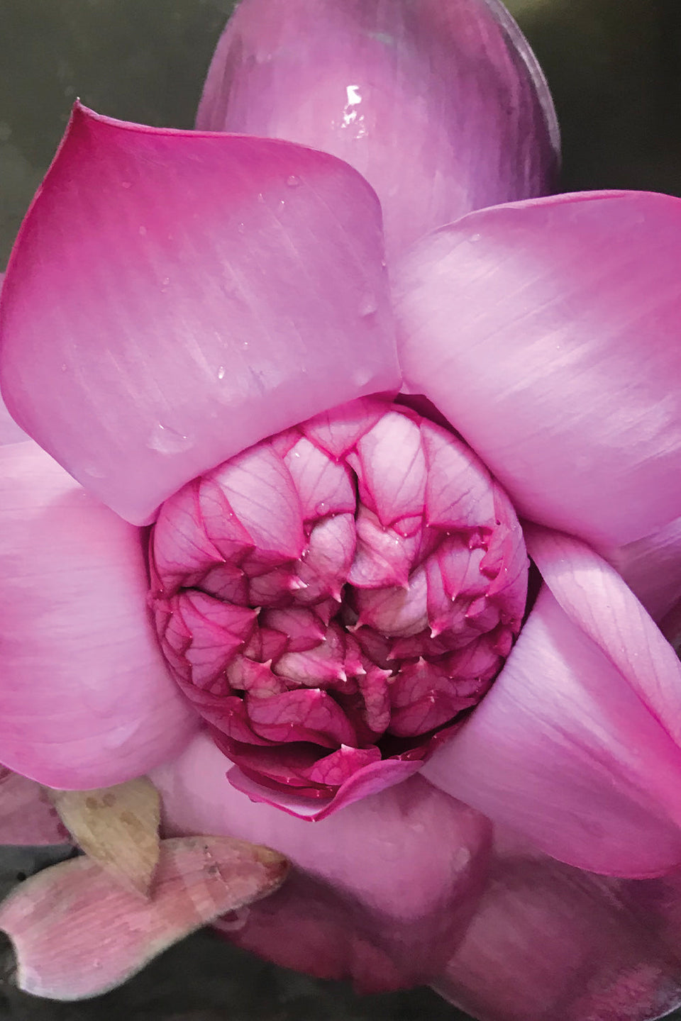 Image de khadi Élixir ayurvédique Peau & Âme Huile Beauté Lotus Rose