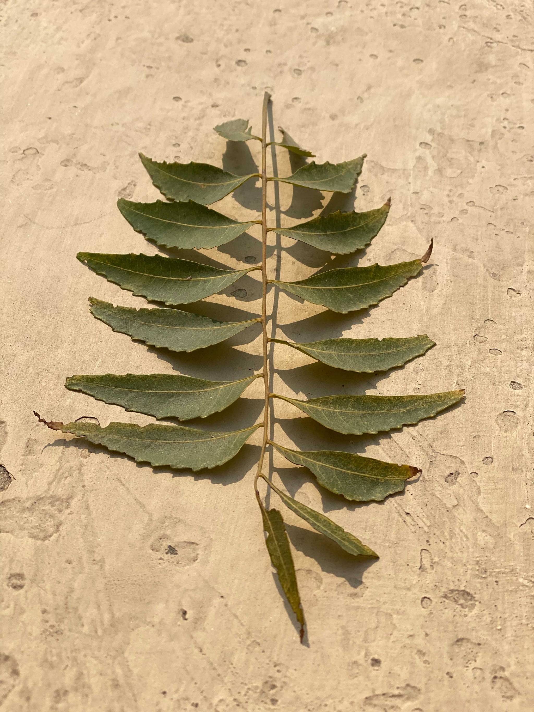 Duo Neem - Soin équilibrant cheveux & cuir chevelu