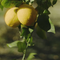 Lotion Corps Lemon Lime - Format Voyage